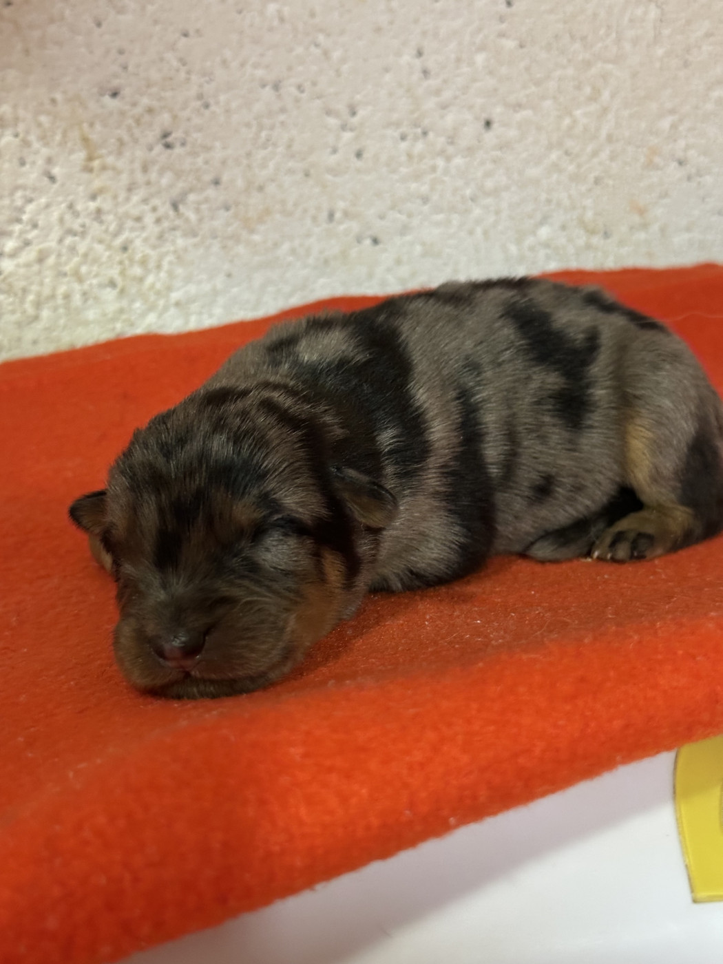 Du Domaine De Neuil - Chiots disponibles - Berger de Beauce