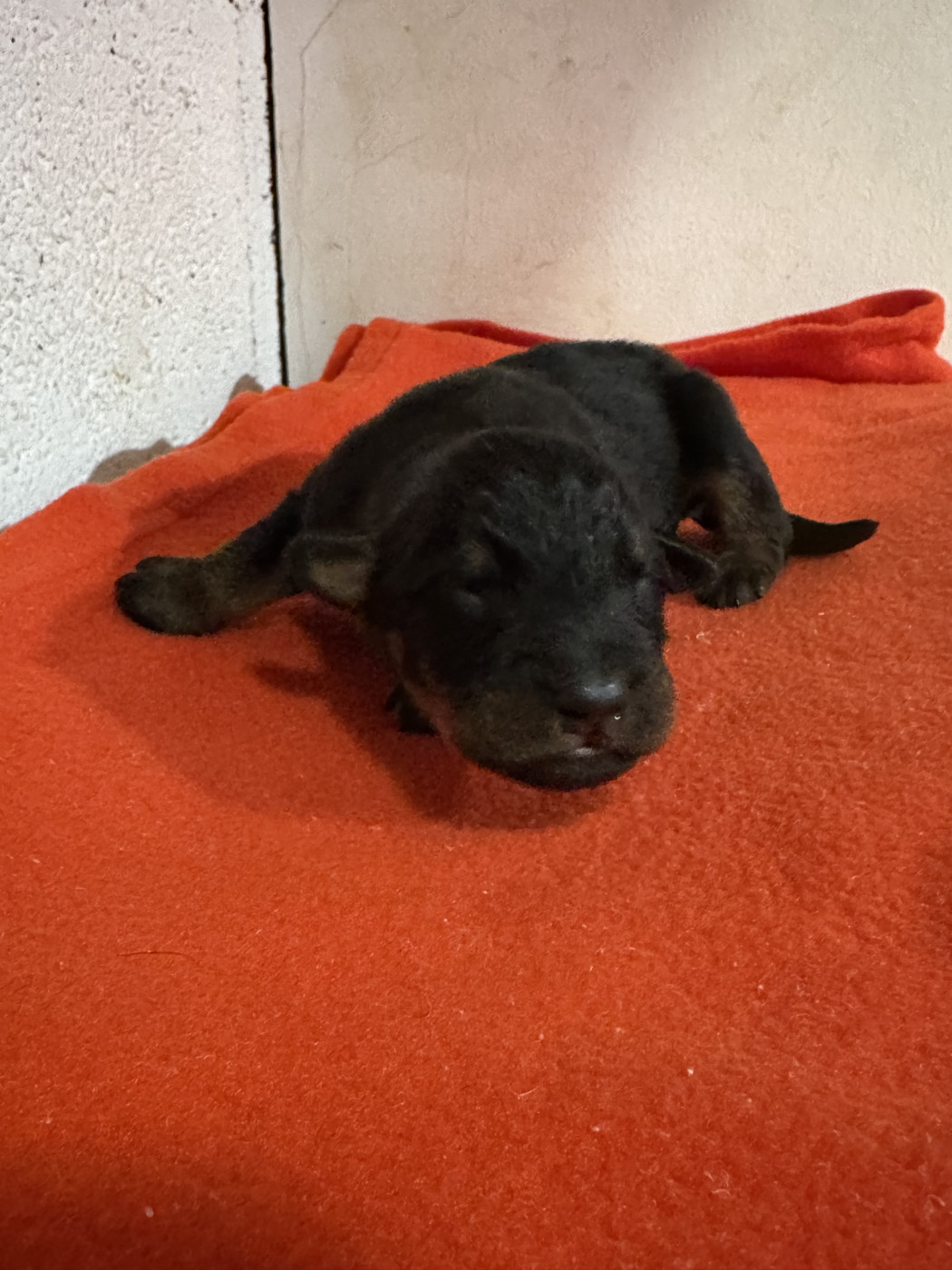 Du Domaine De Neuil - Chiots disponibles - Berger de Beauce