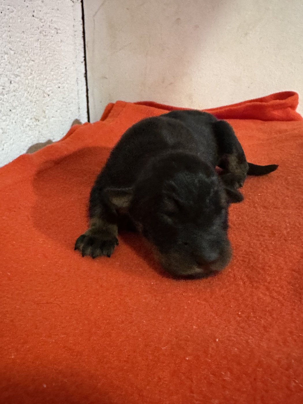 Du Domaine De Neuil - Chiots disponibles - Berger de Beauce