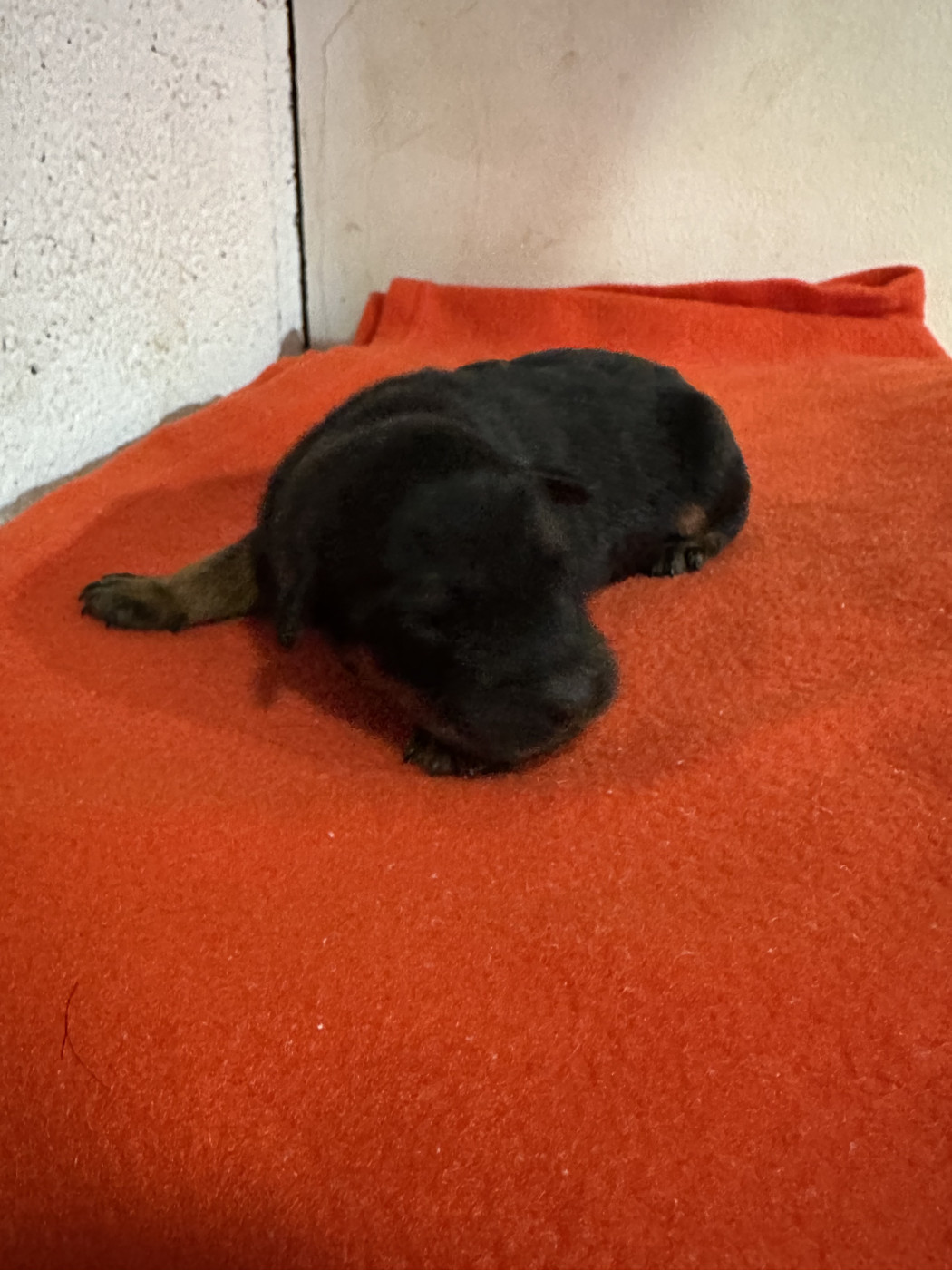 Du Domaine De Neuil - Chiots disponibles - Berger de Beauce
