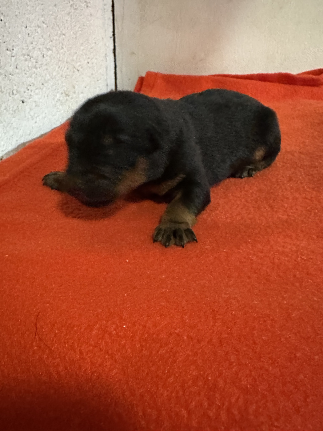 Du Domaine De Neuil - Chiots disponibles - Berger de Beauce