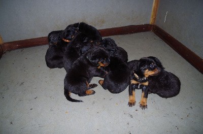 CHIOT