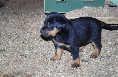CHIOT