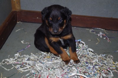 CHIOT