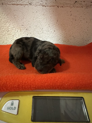 Chiot N°1