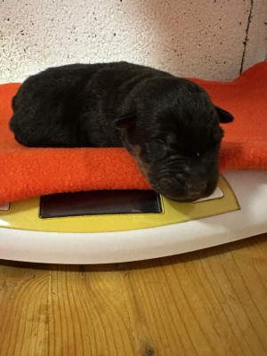 Chiot N°6