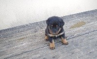 CHIOT