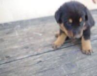 CHIOT