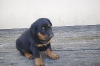 CHIOT