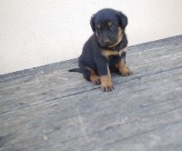 CHIOT