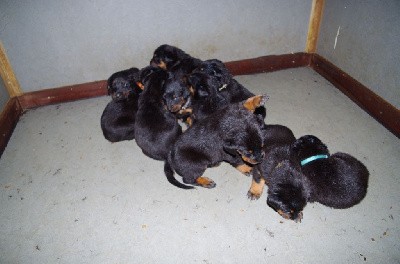 CHIOT