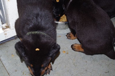 CHIOT