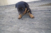 CHIOT